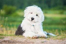 Image result for Shep American Dog