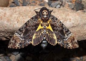 Image result for Death Head Moth Skull