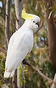 Image result for Sulphur Crested Cockatoo for Rehoming