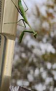 Image result for Praying Mantis Insect