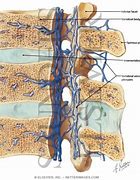 Image result for Venous Plexuses