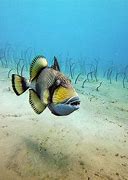 Image result for Pretty Fish