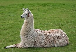 Image result for Classic Llama