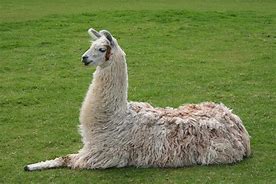 Image result for Llama Girl