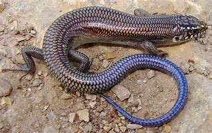 Image result for Missouri Lizards