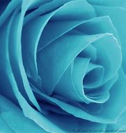 Image result for Cyan Rose