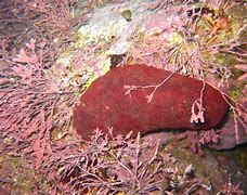 Image result for Chiton Wetlands