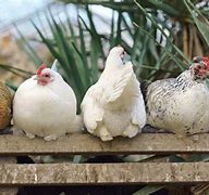 Image result for Chicken Roost Flat or Round