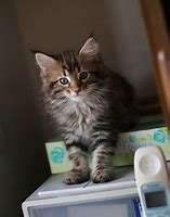 Image result for Maine Coon Cat