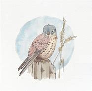 Image result for Kestrel Feather