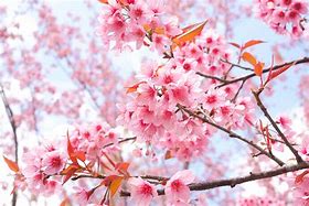 Image result for Cherry Blossom Tree Branches