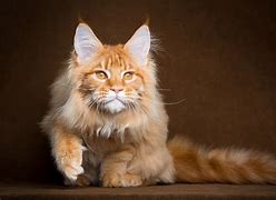 Image result for Maine Coon Cat