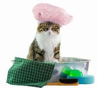 Image result for Bathing Your Cat