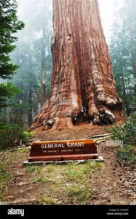 Image result for General Grant Tree Sequoia National Park