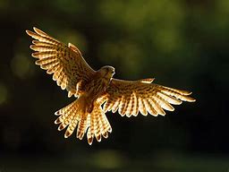 Image result for Kestrel Hovering