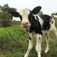 Image result for Holstein Baby Calves