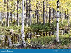 Image result for Russian Tundra Biome