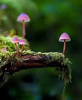 Image result for Cool Fungus