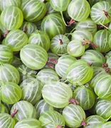 Image result for Images of Gooseberry