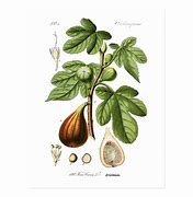 Image result for Ficus Carica Fig