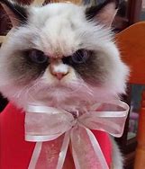 Image result for Meow Meow Meow Sad Cat