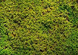 Image result for Moss Close Up