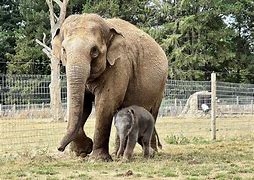 Image result for Places to Eat in Whipsnade Zoo