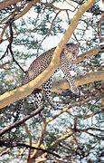 Image result for Panthera Pardus Hyaenidae