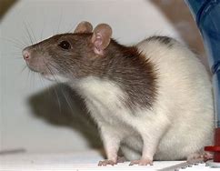 Image result for Grey and Brown Fancy Rat