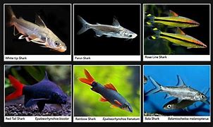 Image result for Shark Like Fish