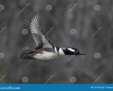 Image result for Hooded Merganser Duck Flying