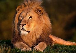 Image result for Lion in Zoo Flickr