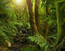 Image result for Caracteristicas De La Selva