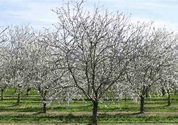 Image result for Is Almond Tree Pruns