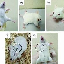 Image result for 4T1 Mice