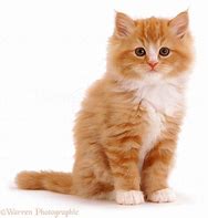 Image result for Fluffy Ginger Cat