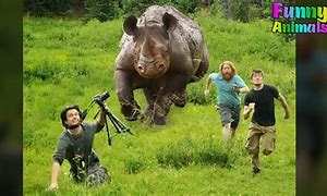 Image result for Chasing Animals