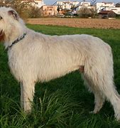 Image result for Irish Wolfhound