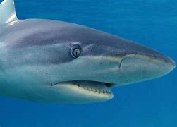 Image result for Dusky Shark Pups