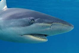 Image result for Dusky Shark