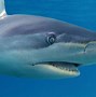 Image result for Dusky Shark