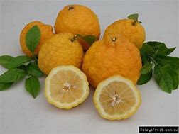 Image result for bush lemon tree fruit