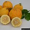 Image result for bush lemon tree fruit