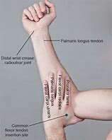 Image result for Forearm Flexors