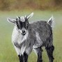 Image result for pygmy goat cartoon