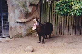 Image result for Hippo Yawn