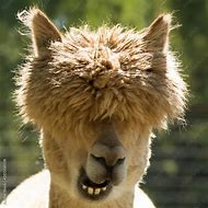 Image result for Block Lama