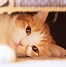 Image result for Sad Cat Crazy