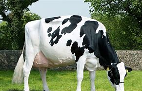 Image result for Friesian Cow Showing