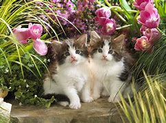 Image result for Spring Cat Wallpaper